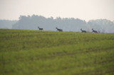D40_1824F ree (Capreolus capreolus, Roe).jpg