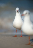 D40_1892F kokmeeuw (Chroicocephalus ridibundus, Black-headed Gull).jpg