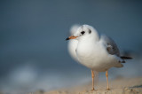 D40_1909F kokmeeuw (Chroicocephalus ridibundus, Black-headed Gull).jpg