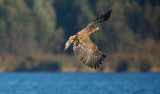 D40_0604F zeearend (Haliaeetus albicilla, White-tailed sea eagle).jpg