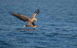 D40_0646F zeearend (Haliaeetus albicilla, White-tailed sea eagle).jpg