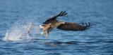 D40_0647F zeearend (Haliaeetus albicilla, White-tailed sea eagle).jpg