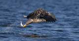 D40_1195F zeearend (Haliaeetus albicilla, White-tailed sea eagle).jpg