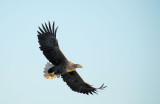 D40_9252F zeearend (Haliaeetus albicilla, White-tailed sea eagle).jpg