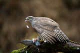 D40_2890F havik (Accipiter gentilis, Northern goshawk).jpg