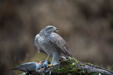 D40_3077F havik (Accipiter gentilis, Northern goshawk).jpg