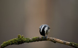 D40_2648F zwarte mees (Periparus ater, Coal Tit).jpg