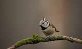 D40_2663F kuifmees (Lophophanes cristatus, European Crested Tit).jpg