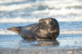 D40_4092F grijze zeehond (Halichoerus grypus, Grey Seal).jpg