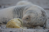 D40_4643F grijze zeehond (Halichoerus grypus, Grey Seal).jpg