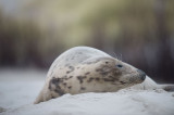 D40_4589F grijze zeehond (Halichoerus grypus, Grey Seal).jpg