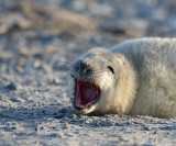 D40_4031F grijze zeehond (Halichoerus grypus, Grey Seal).jpg