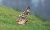 D40_4979F velduil (Asio flammeus, Short-eared Owl).jpg