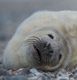 D40_3858F grijze zeehond (Halichoerus grypus, Grey Seal).jpg