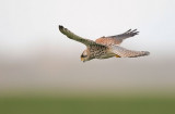 D40_5698F torenvalk (Falco tinnunculus, Common Kestrel).jpg