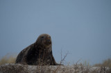 D40_4669F grijze zeehond (Halichoerus grypus, Grey Seal).jpg