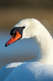 D40_5837F knobbelzwaan (Cygnus olor, Mute Swan).jpg