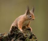 D40_6916F rode eekhoorn (Sciurus vulgaris, Red squirrel).jpg