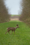 D40_6578F ree (Capreolus capreolus, Roe).jpg