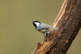 D40_7016F zwarte mees (Periparus ater, Coal Tit).jpg