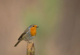 D40_8309F roodborst (Erithacus rubecula, Robin).jpg