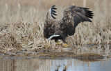 700_6867F zeearend (Haliaeetus albicilla, White-tailed Eagle).jpg