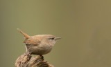 D40_7118F winterkoning (Troglodytes troglodytes, Wren).jpg