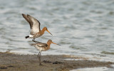 D40_1828F D40_1828 grutto (Limosa limosa, Black-tailed Godwit).NEF.jpg