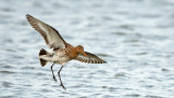 D40_1654F grutto (Limosa limosa, Black-tailed Godwit).jpg