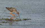 D40_1492F tureluur (Tringa totanus, Common Redshank).jpg