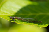 D40_8029F vuurjuffer (Pyrrhosoma nymphula, Great red damselfly).jpg