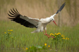 D40_3831F ooievaar (Ciconia ciconia, White Stork).jpg