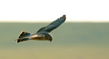 Lauwersmeer