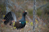 D4S_7350F auerhoen (Tetrao urogallus, Western capercaillie).jpg