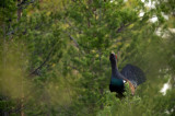 D4S_7510F auerhoen (Tetrao urogallus, Western capercaillie).jpg