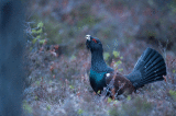 D4S_7246F auerhoen (Tetrao urogallus, Western capercaillie).jpg