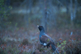 D4S_7273F auerhoen (Tetrao urogallus, Western capercaillie).jpg