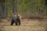 D4S_7729F Europese bruine beer (Ursus arctos arctos, Eurasian brown bear).jpg