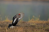 D4S_9706F korhoen (Tetrao tetrix, Black Grouse).jpg