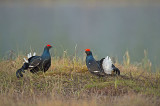D4S_9688F korhoen (Tetrao tetrix, Black Grouse).jpg