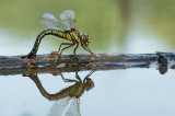 D4S_1161F glassnijder (Brachytron pratense, Hairy Dragonfly).jpg