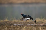 D4S_9702F korhoen (Tetrao tetrix, Black Grouse).jpg