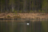 D4S_9757F brilduiker (Bucephala clangula, Common goldeneye).jpg