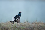 D4S_9567F korhoen (Tetrao tetrix, Black Grouse).jpg