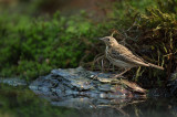 D4S_0194F boompieper (Anthus trivialis, Tree pipit).jpg