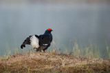 D4S_9647F korhoen (Tetrao tetrix, Black Grouse).jpg