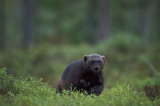 D4S_0076F veelvraat (Gulo gulo, Wolverine).jpg