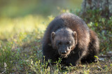 D4S_9954F veelvraat (Gulo gulo, Wolverine).jpg