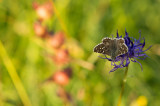 D4S_3153F groot spikkeldikkopje (Pyrgus alveus, Large grizzled skipper).jpg