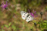 D4S_3384F moezelapollo (Parnassius apollo ssp. vinegensis).jpg